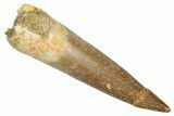 Fossil Plesiosaur (Zarafasaura) Tooth - Morocco #344233-1